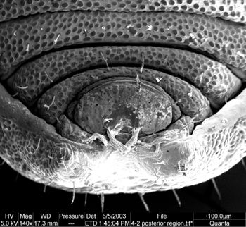 Media type: image;   Invertebrate Zoology 134641